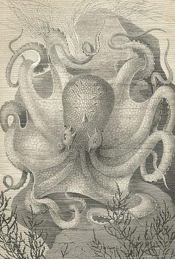 19th century image of an octopus
